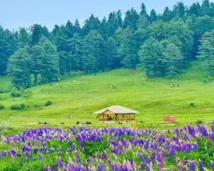Paradise Kashmir